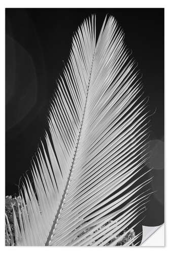 Selvklæbende plakat Infrared image of a palm frond