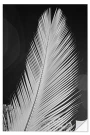 Sticker mural Infrared image of a palm frond