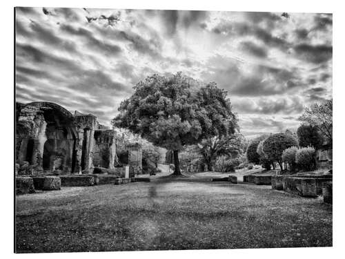 Aluminiumsbilde Tree in Villa Adriana