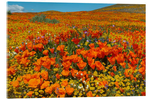 Akrylbilde Poppy hills and fields of gold