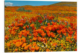 Cuadro de plexi-alu Poppy hills and fields of gold