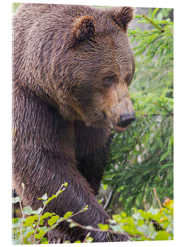 Obraz na szkle akrylowym European brown bear