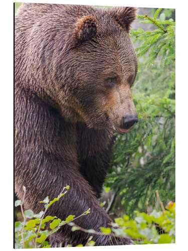 Tableau en aluminium European brown bear