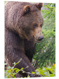 Tableau en PVC European brown bear