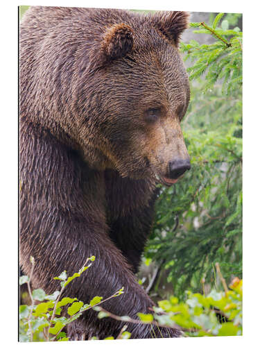 Quadro em plexi-alumínio European brown bear