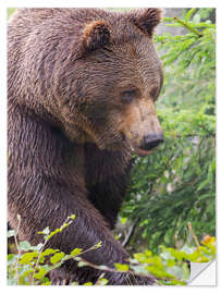 Vinilo para la pared European brown bear