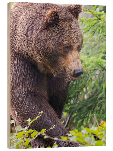 Puutaulu European brown bear