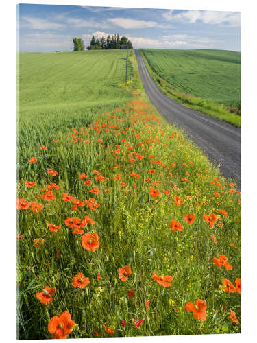 Acrylglasbild Blumen entlang einer Landstraße in Palouse