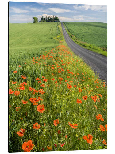 Aluminiumsbilde Flowers along a country road in Palouse