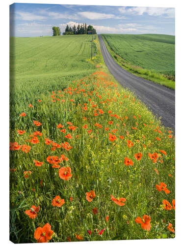 Tableau sur toile Flowers along a country road in Palouse