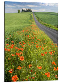 Gallery print Flowers along a country road in Palouse