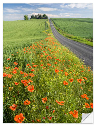 Vinilo para la pared Flowers along a country road in Palouse