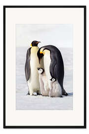 Gerahmter Kunstdruck Zwei Pinguine mit ihrem Küken