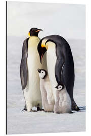 Magnettafel Zwei Pinguine mit ihrem Küken