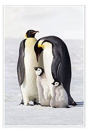 Plakat Two penguins with their chick