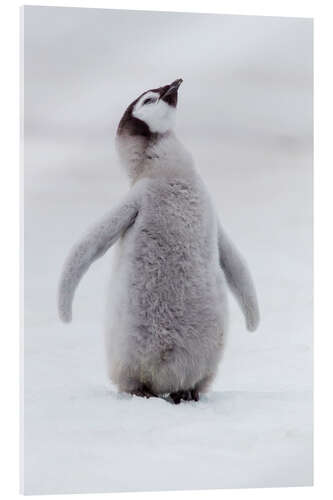 Acrylic print Penguin Chick