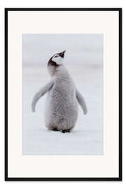 Gerahmter Kunstdruck Pinguinküken