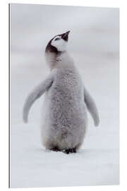 Gallery print Penguin Chick