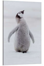 Magnettafel Pinguinküken