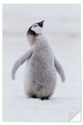 Selvklæbende plakat Penguin Chick