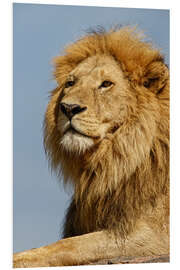 Foam board print Portrait of a lion