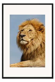 Gerahmter Kunstdruck Porträt eines Löwen