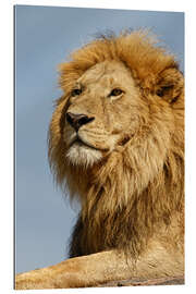 Gallery print Portrait of a lion