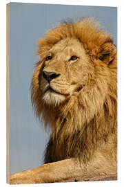 Quadro de madeira Portrait of a lion