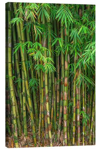 Lerretsbilde Bamboo