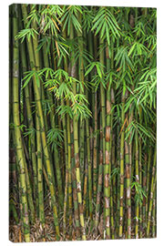 Stampa su tela  Bamboo - John Barger