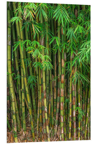 Foam board print Bamboo