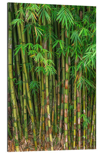 Galleriataulu Bamboo