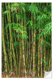 Sticker mural Bamboo