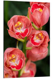 Aluminium print Coral colored cymbidium orchid