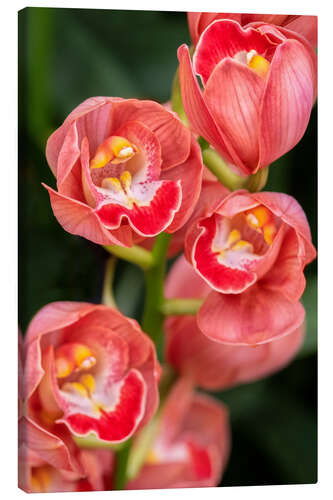 Canvas print Coral colored cymbidium orchid