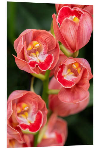 Foam board print Coral colored cymbidium orchid