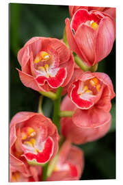 Gallery print Coral colored cymbidium orchid