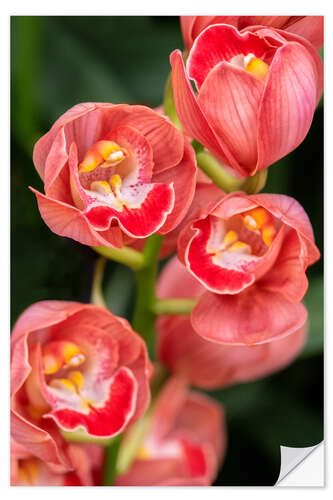 Wandsticker Korallenfarbene Cymbidium-Orchidee