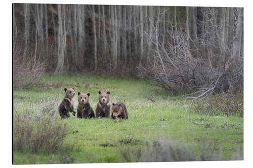 Aluminiumsbilde Four grizzly bear cubs in a meadow