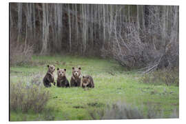 Aluminiumtavla Four grizzly bear cubs in a meadow