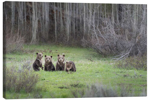 Leinwandbild Vier Grizzlybärenjunge auf einer Wiese