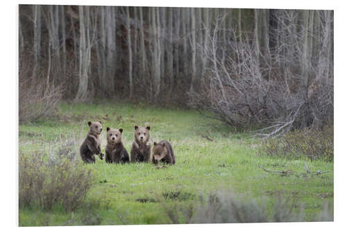 Stampa su PVC Four grizzly bear cubs in a meadow