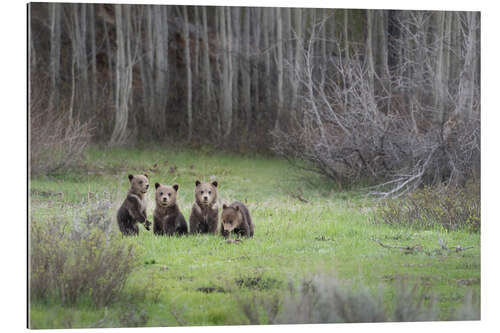 Gallery Print Vier Grizzlybärenjunge auf einer Wiese