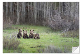 Sticker mural Four grizzly bear cubs in a meadow