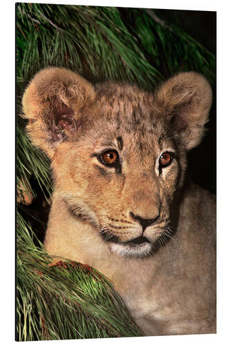 Aluminiumtavla Portrait of an African lion cub