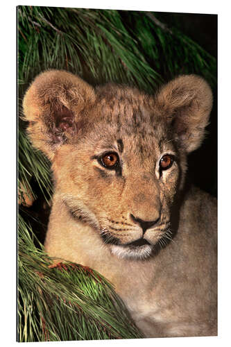 Galleritryk Portrait of an African lion cub