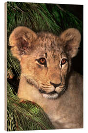 Wood print Portrait of an African lion cub