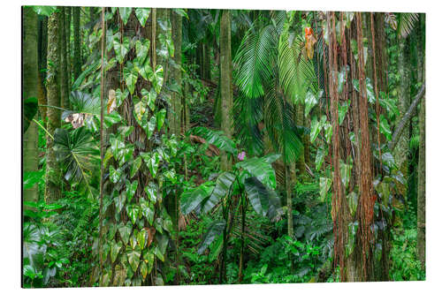 Cuadro de aluminio Philodendron vines cling to Alexandra palms