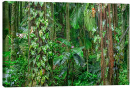 Lerretsbilde Philodendron vines cling to Alexandra palms