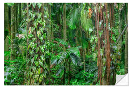 Självhäftande poster Philodendron vines cling to Alexandra palms